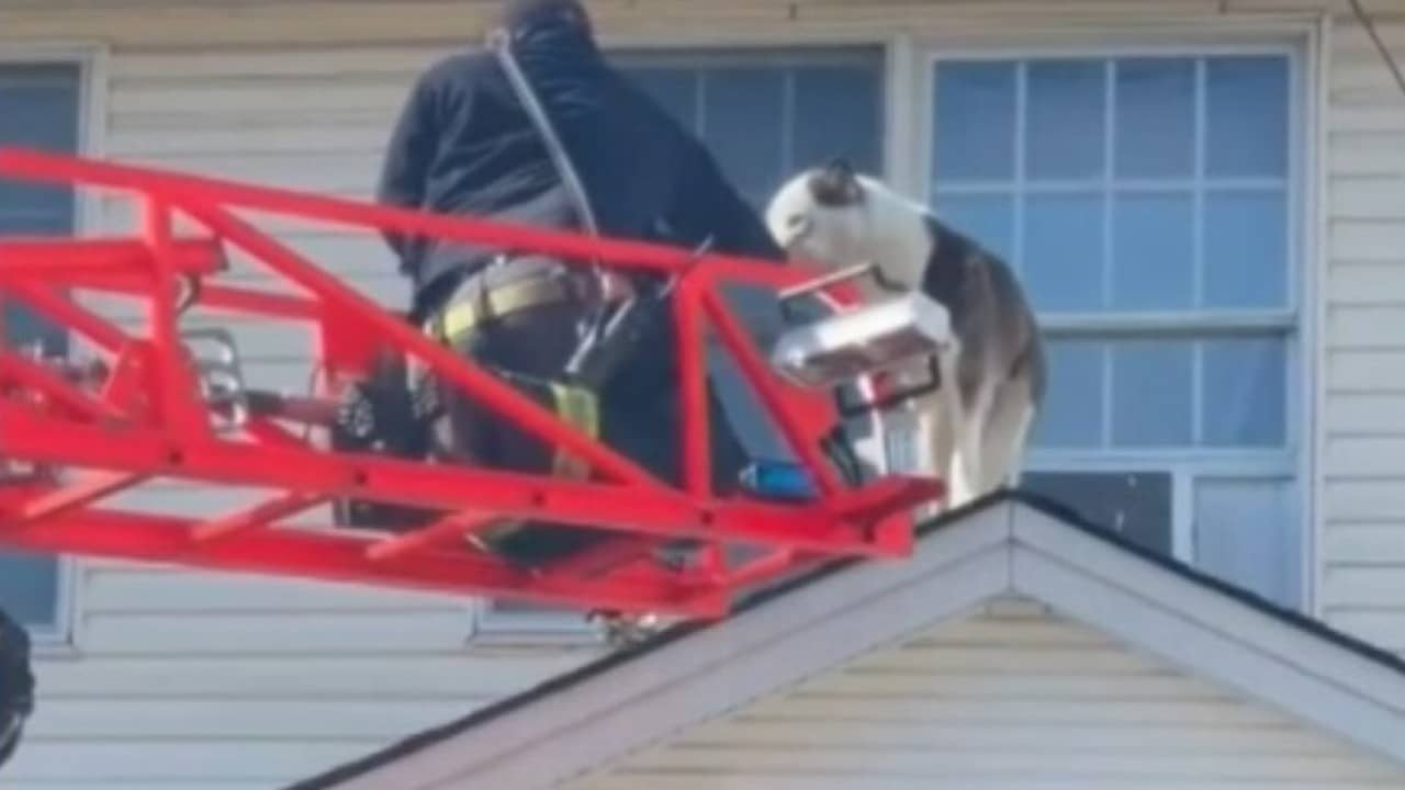 İtfaiyeciler Köpeği New Jersey'deki Evin Çatısından Kurtardı