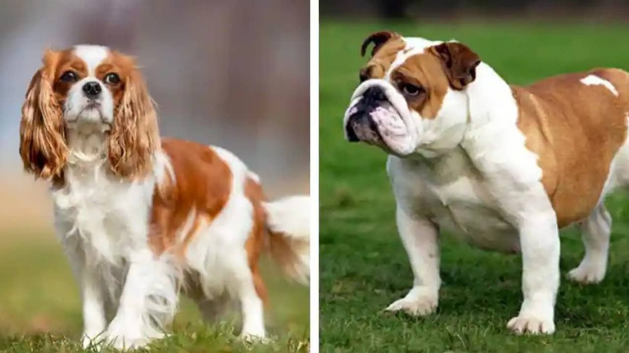 Norveç Mahkemesi, İngiliz Buldozer Cavalier King Charles Spaniels'in Üremesini Yasakladı
