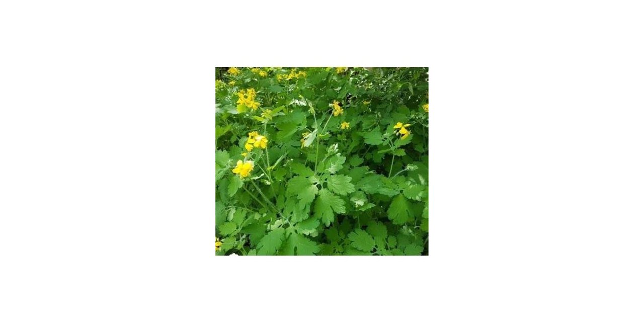 Kırlangıç Otu (Chelidonium majus) ve Sağlığa Faydaları