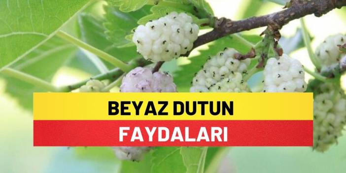 Beyaz Dutun Faydaları